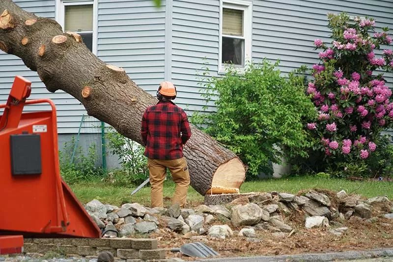 When to Cut Down Your Tree