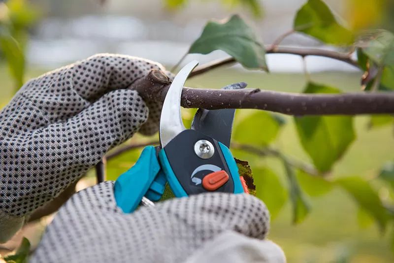 Best Time to Trim Trees