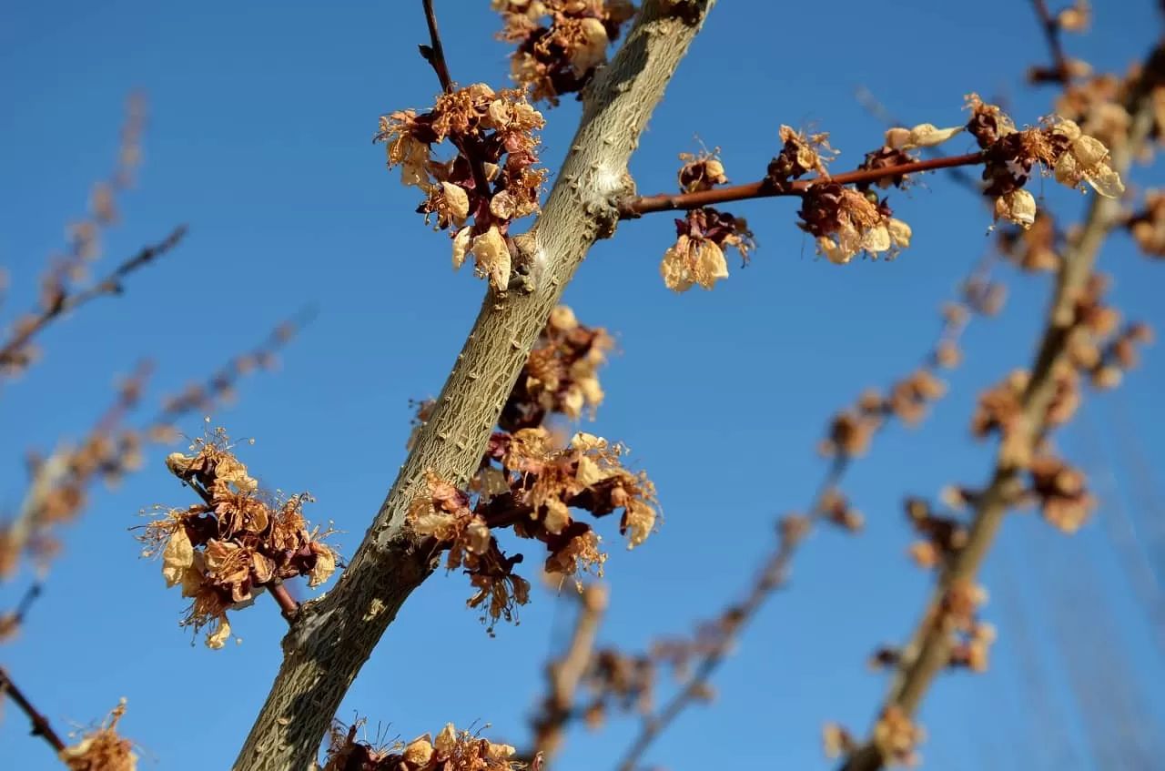 Frost Damage on Tree Bark