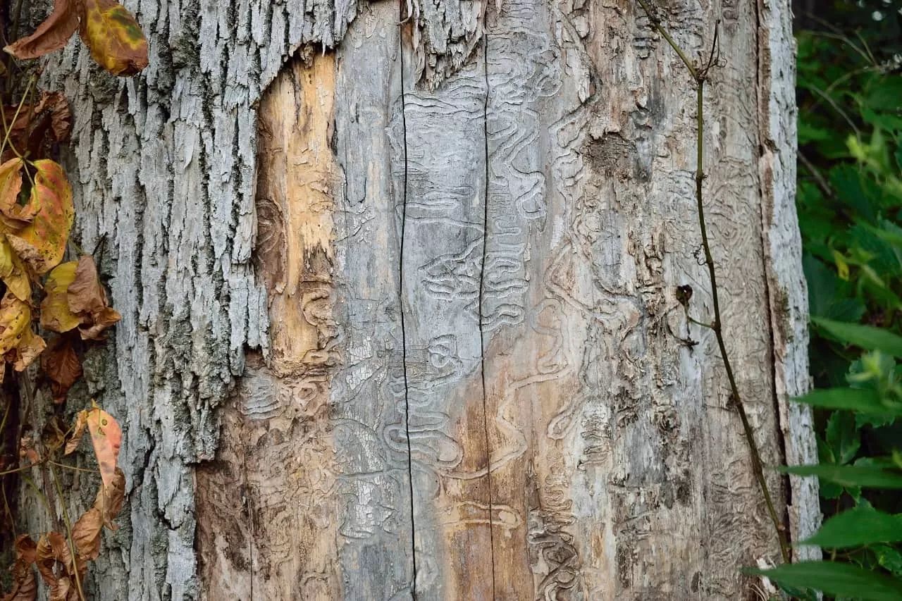 Tree Suffering from Animal Damage