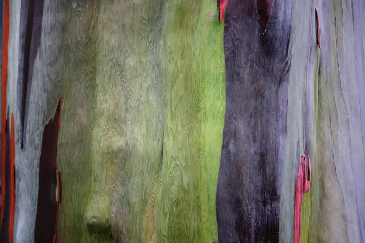 Tree with Thin Bark