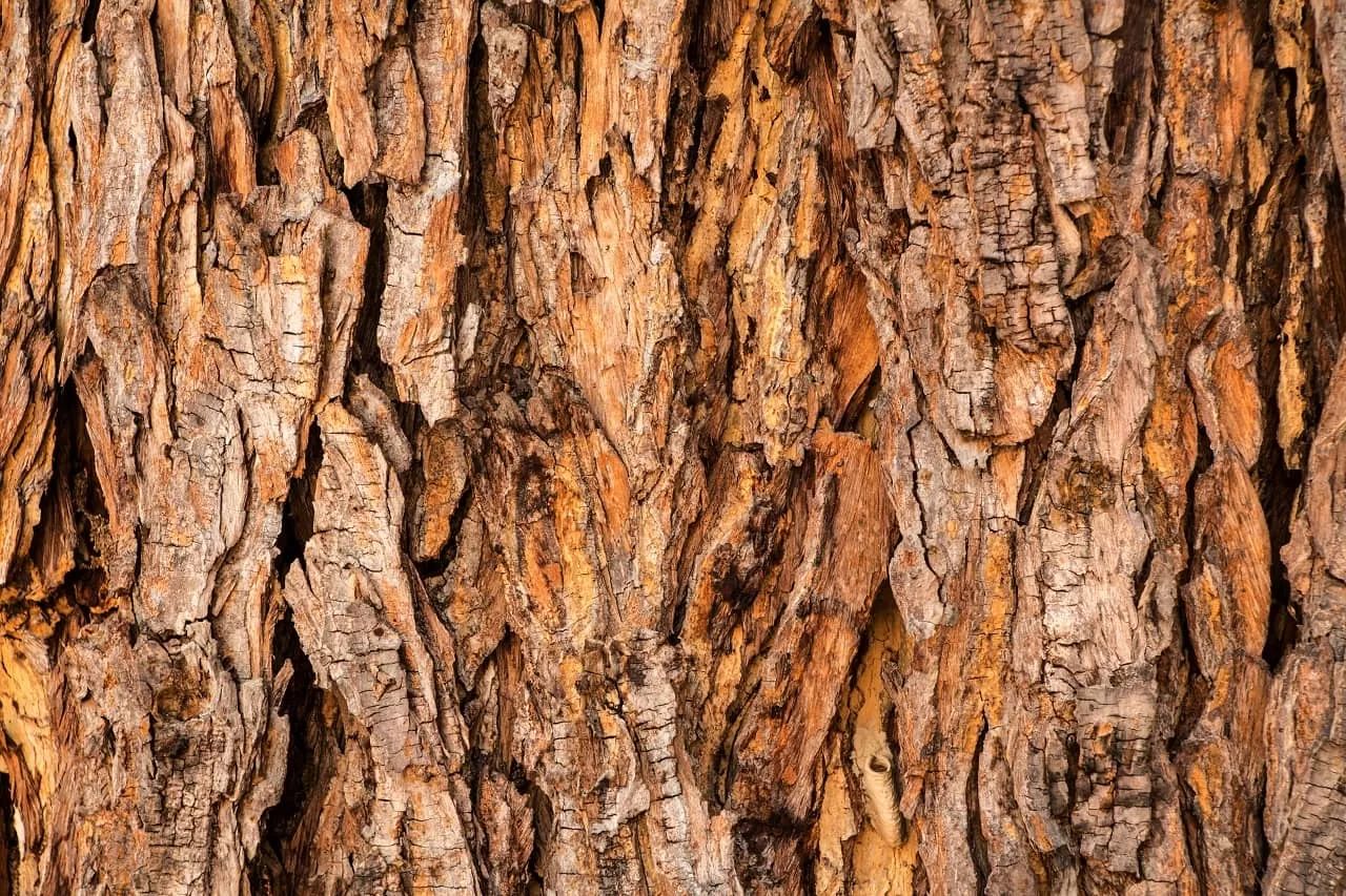 What Causes Bark to Fall Off Trees? Find Out Here!