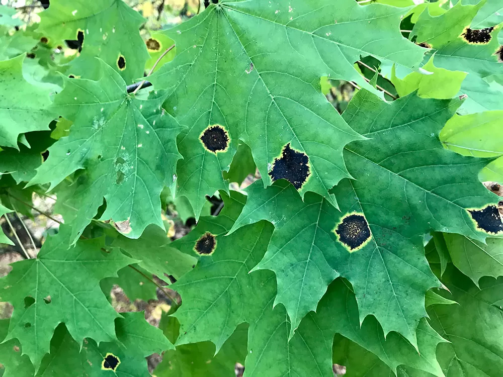 Maple Tar Spot Disease