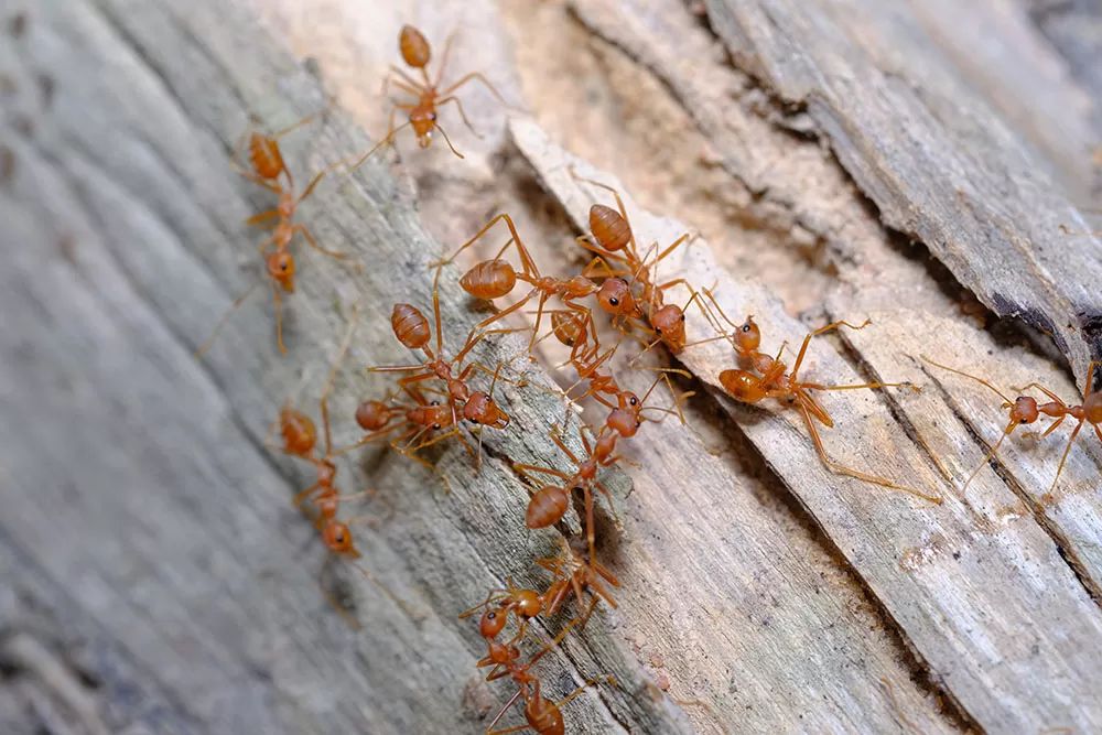  Fire Ants Killing a Tree