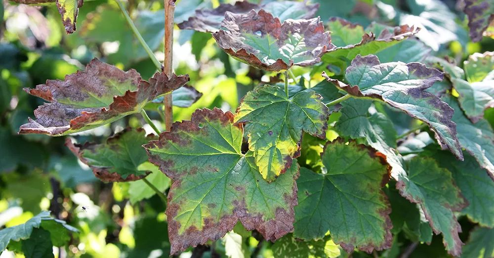 Anthracnose on Tree Leaves