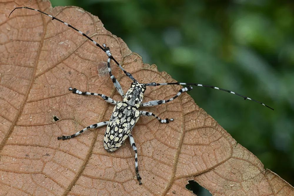 Asian Longhorned Beetle