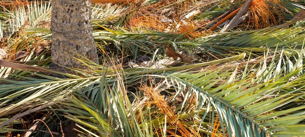 Best Time to Trim Palm Trees