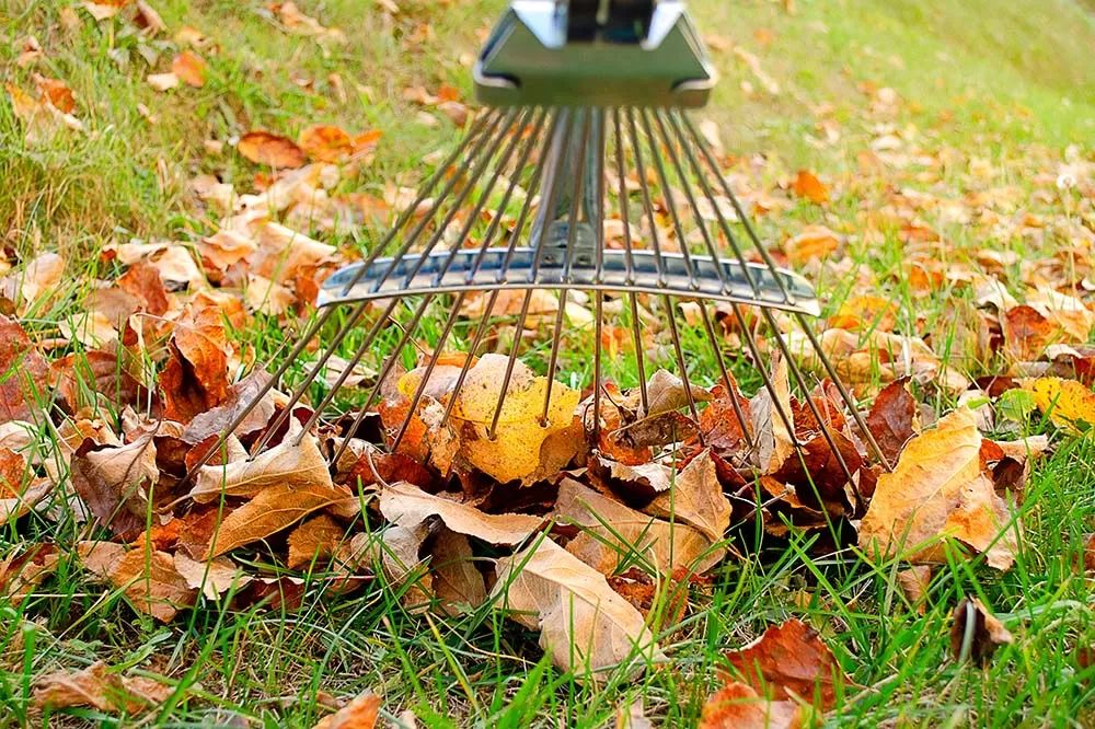 Pick up leaves. Листья осень кучки от воздуходувки. Leaves Rake autumn. Фото картинок raking leaves.