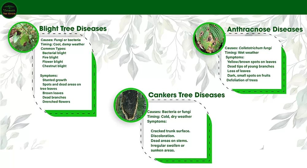 Blight Cankers and Anthracnose Disease