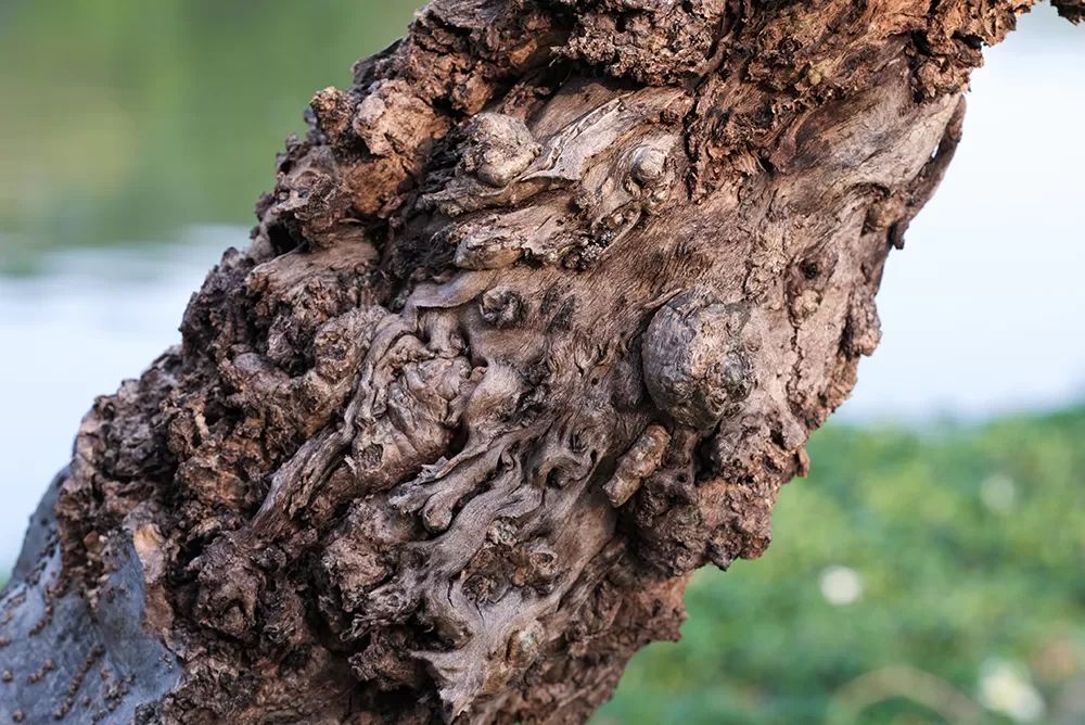 Canker on Tree Trunk