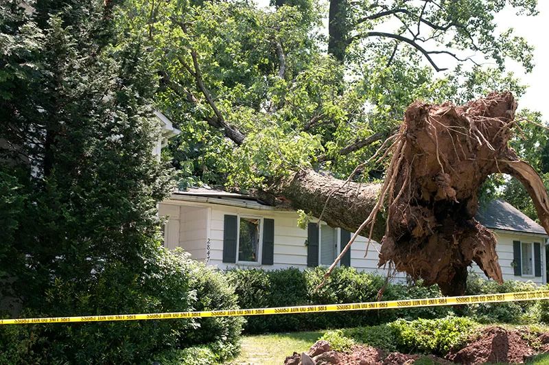 Cut down your tree when it is uprooted
