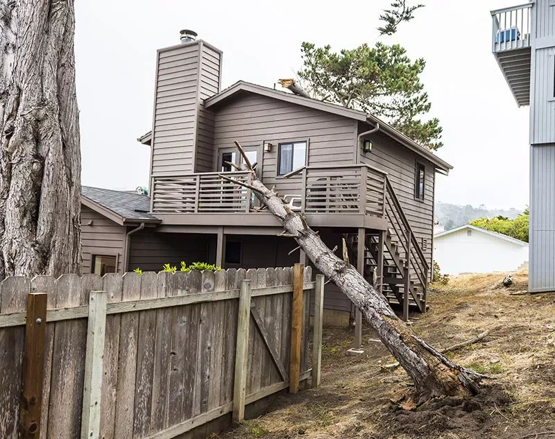 Dead Pot Pine Tree Falls on House