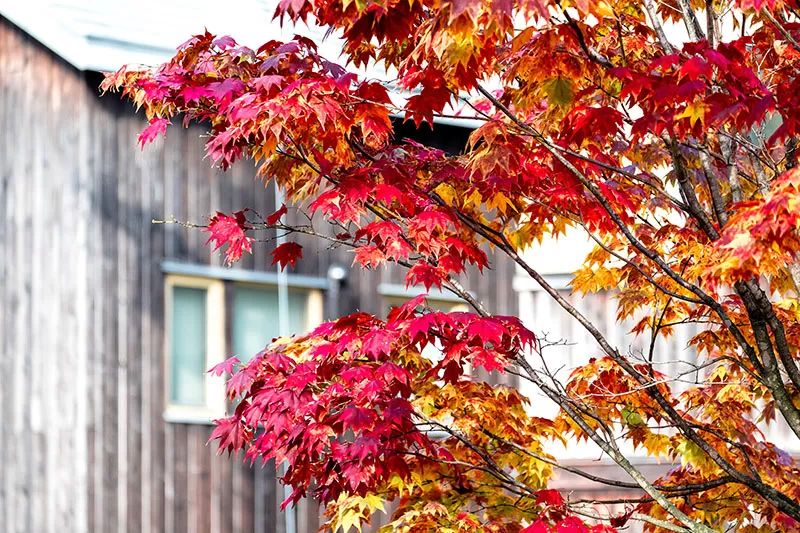 Pruning in Fall