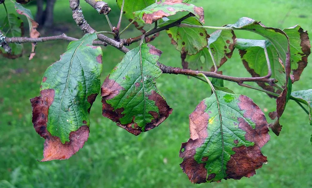 Fire Blight on Apple Tree