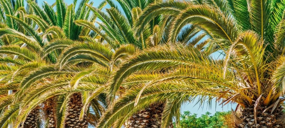 How to Prune a Palm Tree
