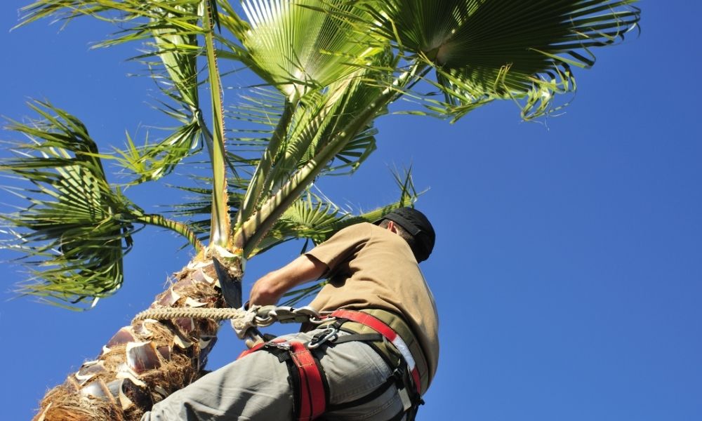 How to Trim a Palm Tree