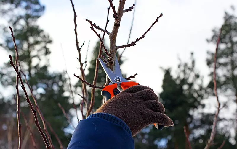 Late Winter is the Best Time to Trim Trees
