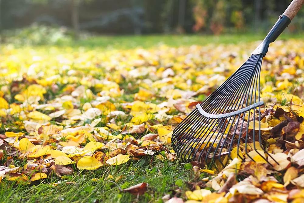 Leaf rake on lawn