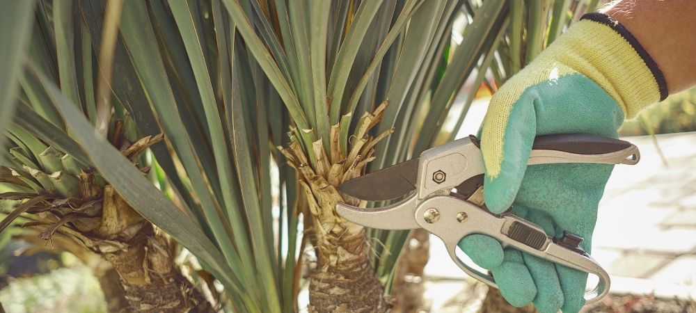 Palm Tree Pruning Tools