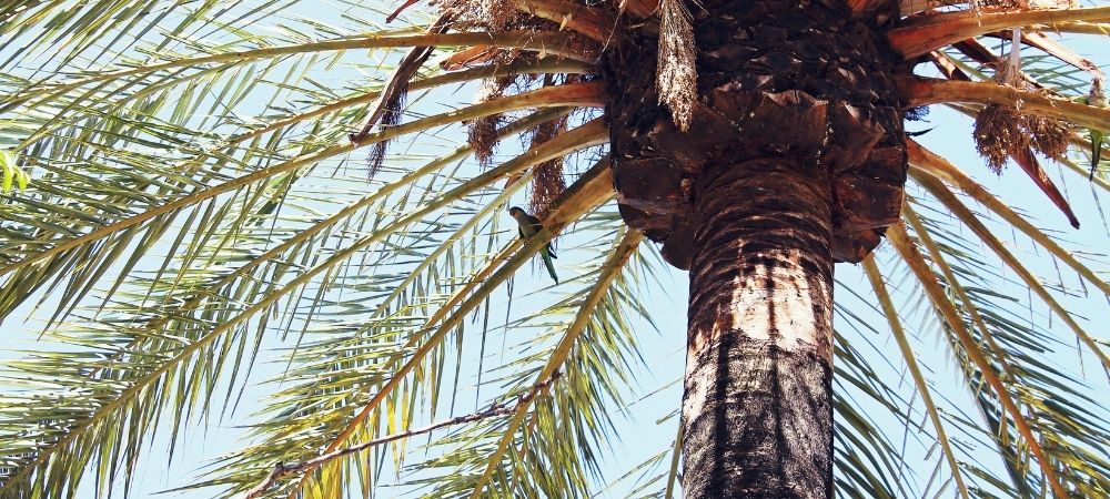 Palm Tree Trimming