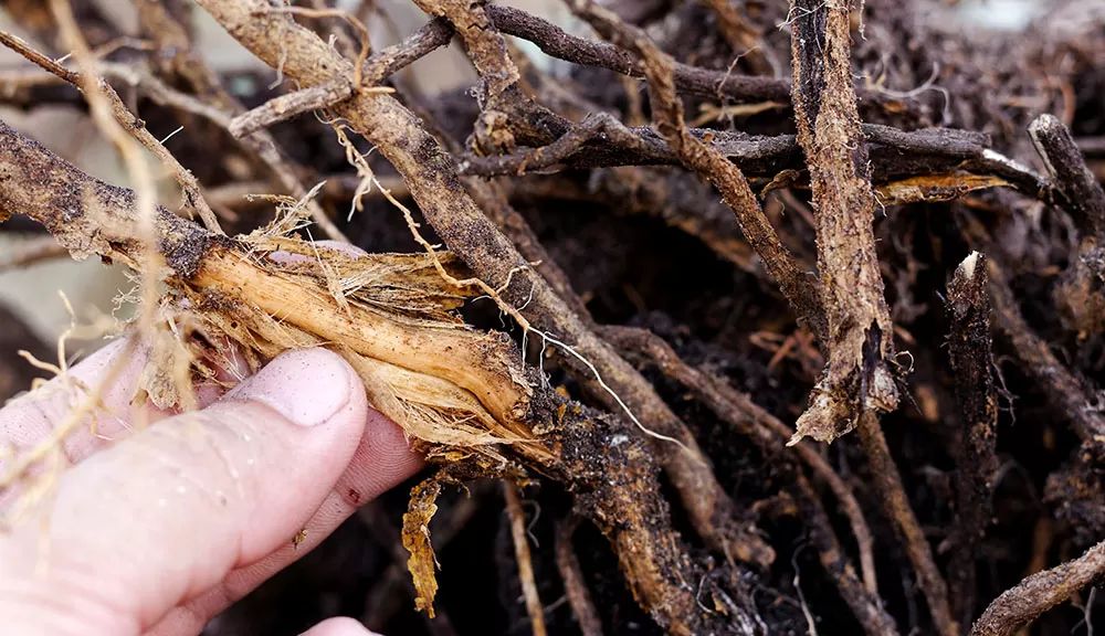 Root Rotting of Lemon Tree