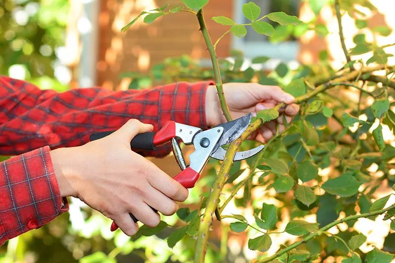 Spring and Summer for Tree Pruning