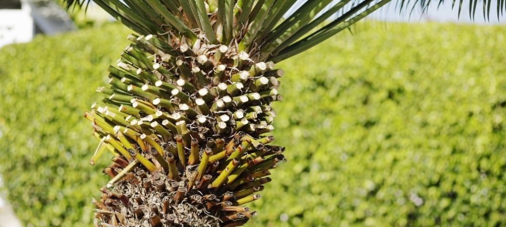 Steps to Trim a Palm Tree