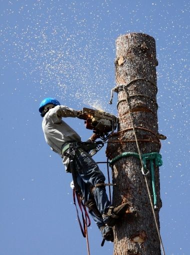 Tree Removal in Little Rock AR