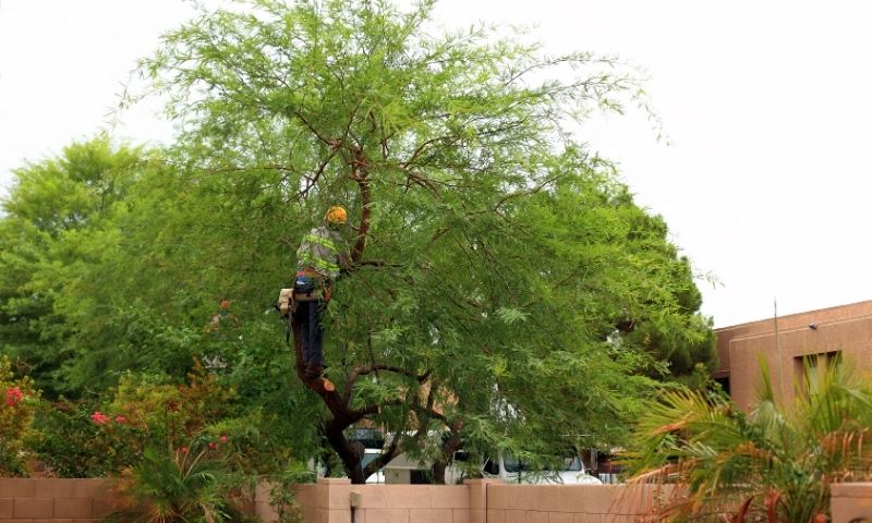 Tree Removal