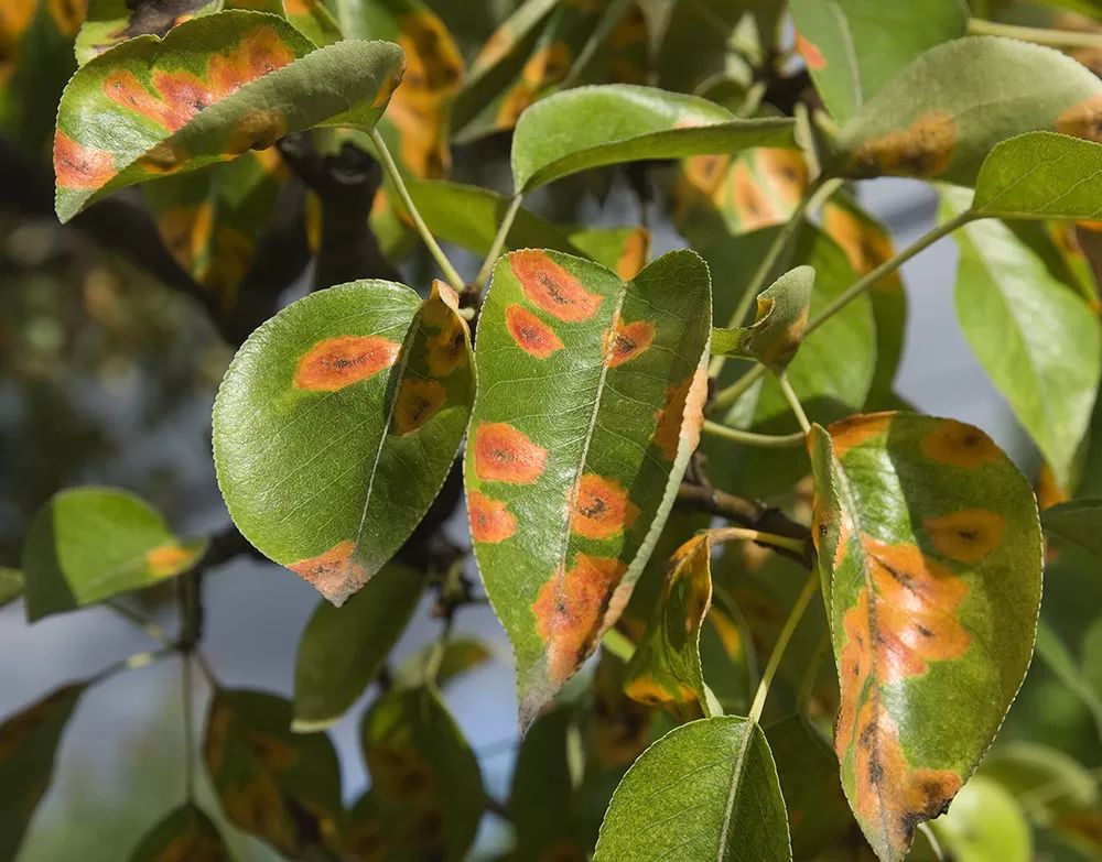 Tree Rust Disease on Pear Tree