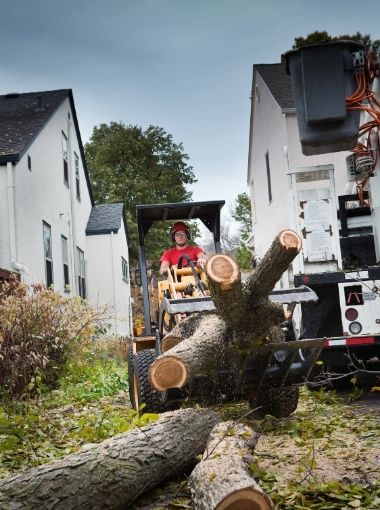 Tree Services in North Little Rock AR