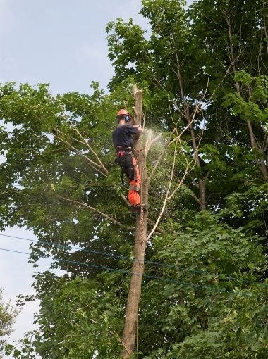 Tree Services in North Little Rock AR