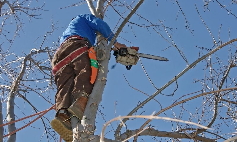 Tree Services