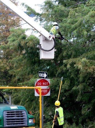 Tree Trimming in Little Rock AR