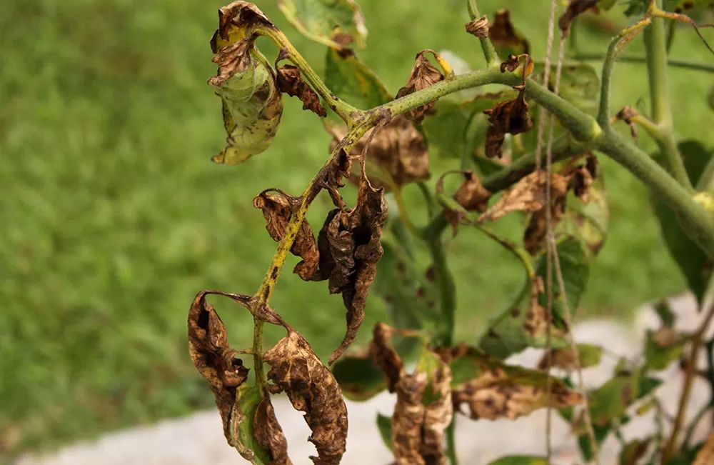 Verticillium Wilt of Tomato Plant