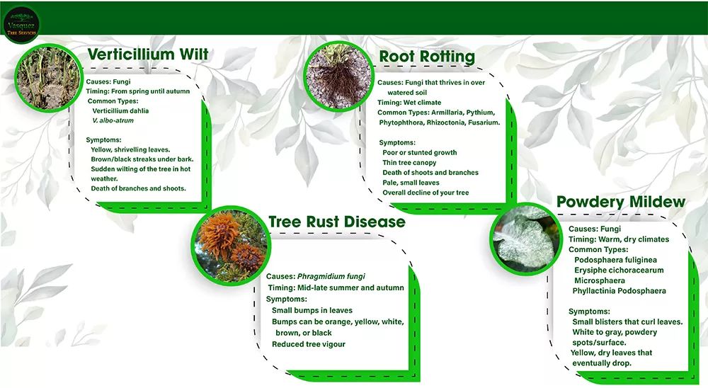 Wilt Rust Root Rot and Powdery Mildew