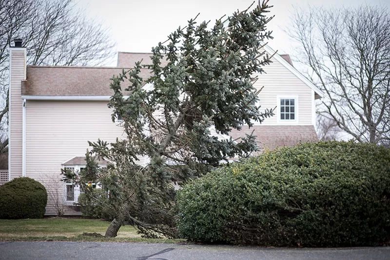 Your tree is showing signs of stress