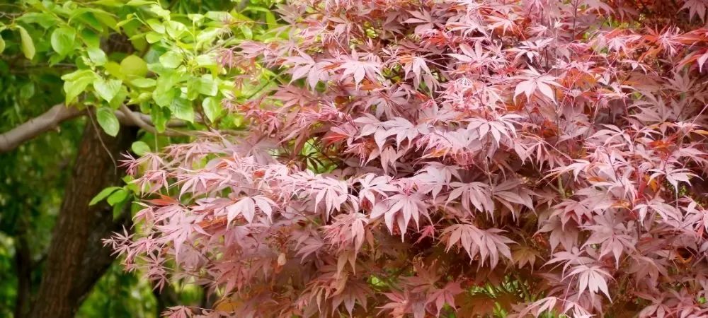 Best Trees to Plant Near a House
