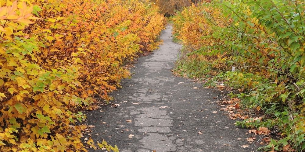 Best Time to Prune Shrubs and Bushes