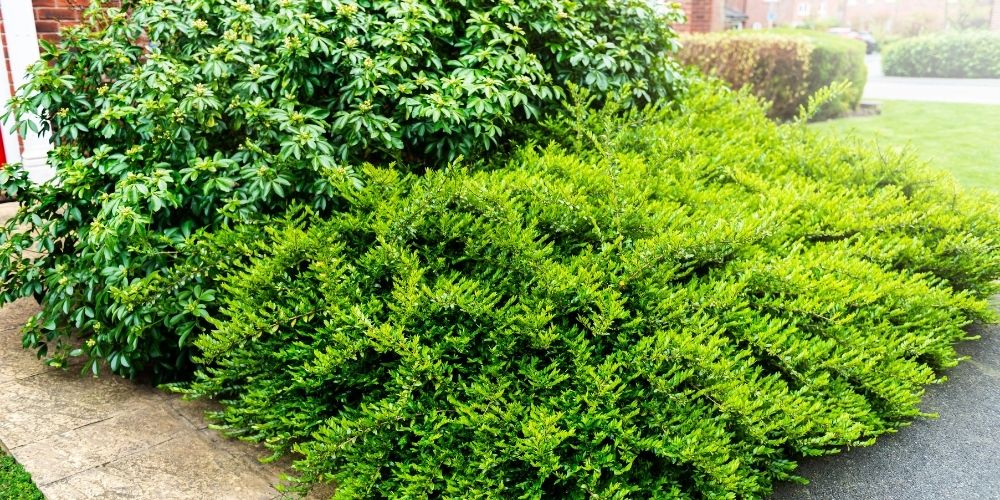 sy Steps to Trim Overgrown Bushes
