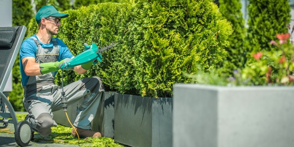 Professional Tree Trimming