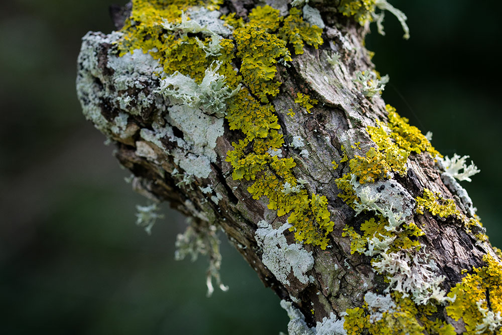 How to Deal with Tree Lichen