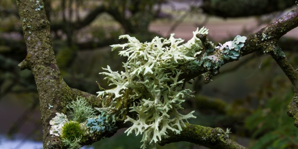 Is Lichen Harmful to Trees