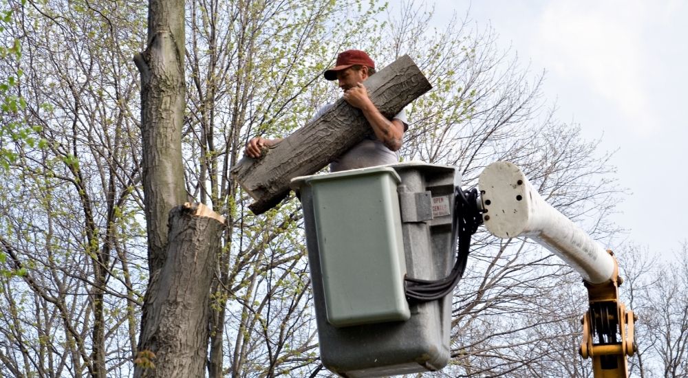 24/7 emergency tree removal-company