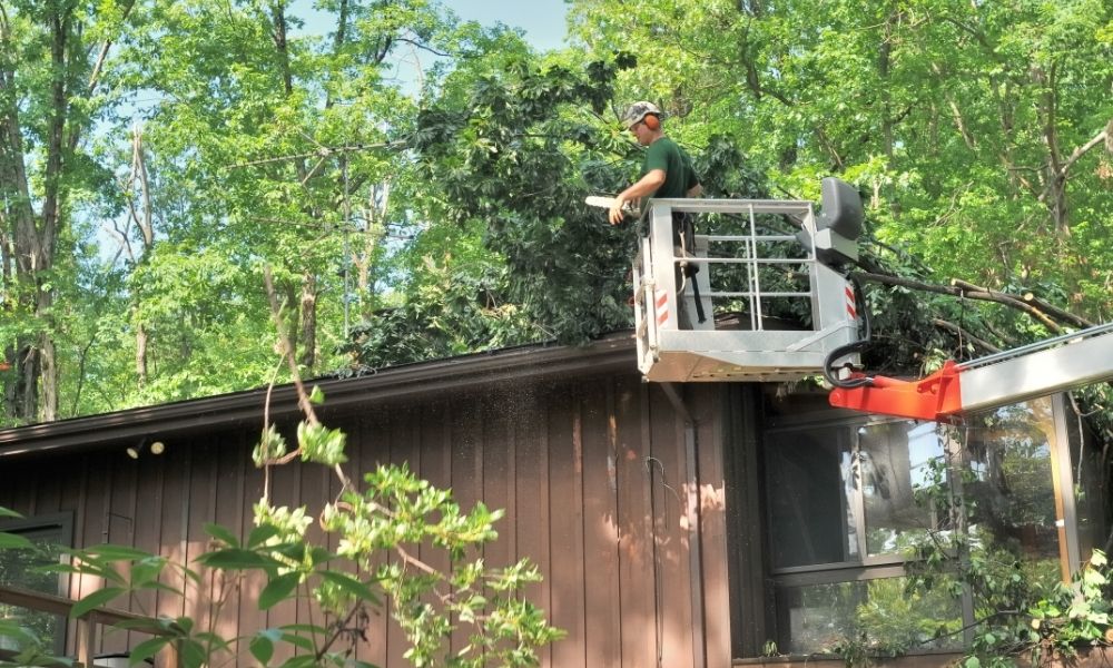 emergency tree removal services