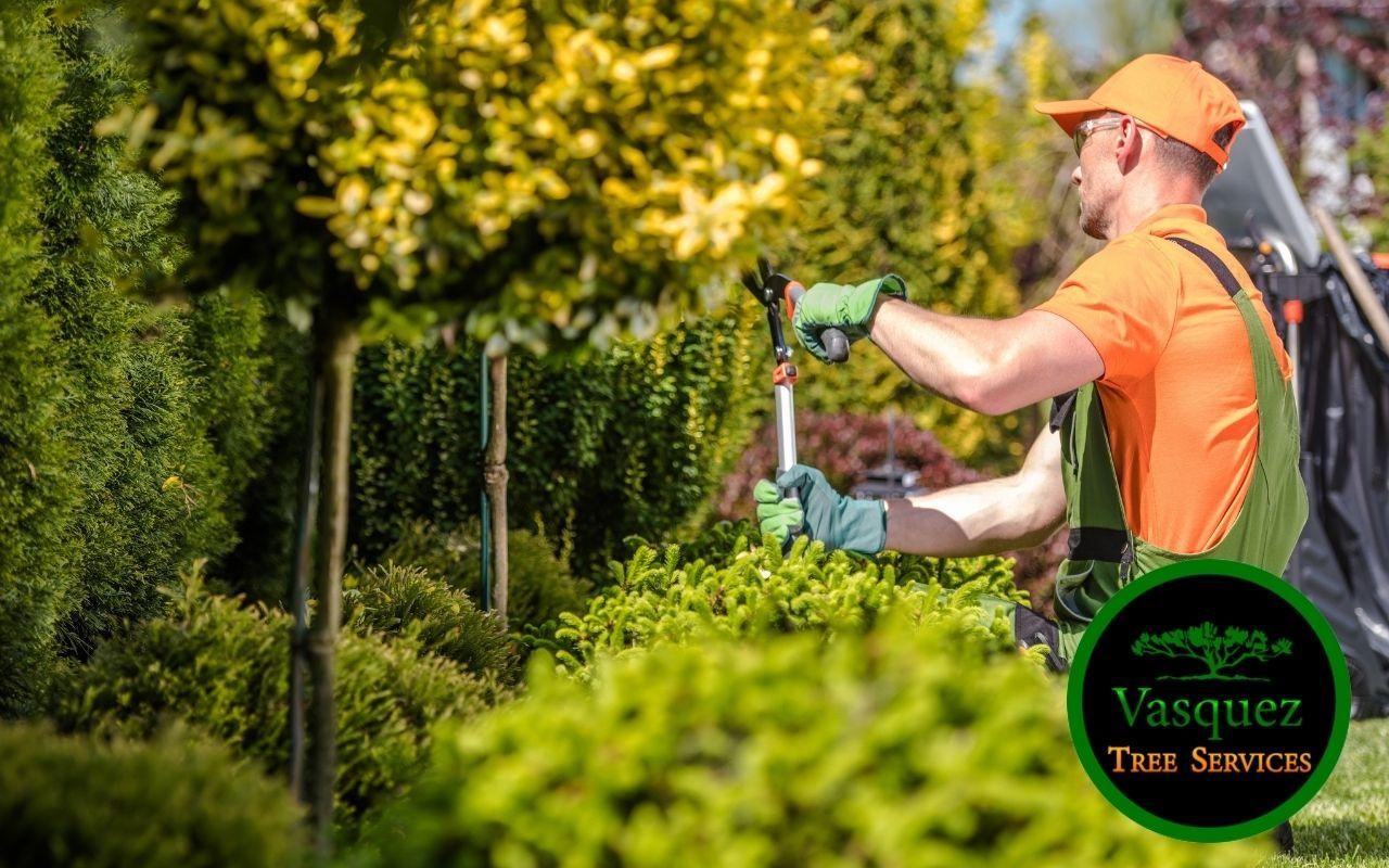 Discover how to properly trim a tree today! The best advice and tips