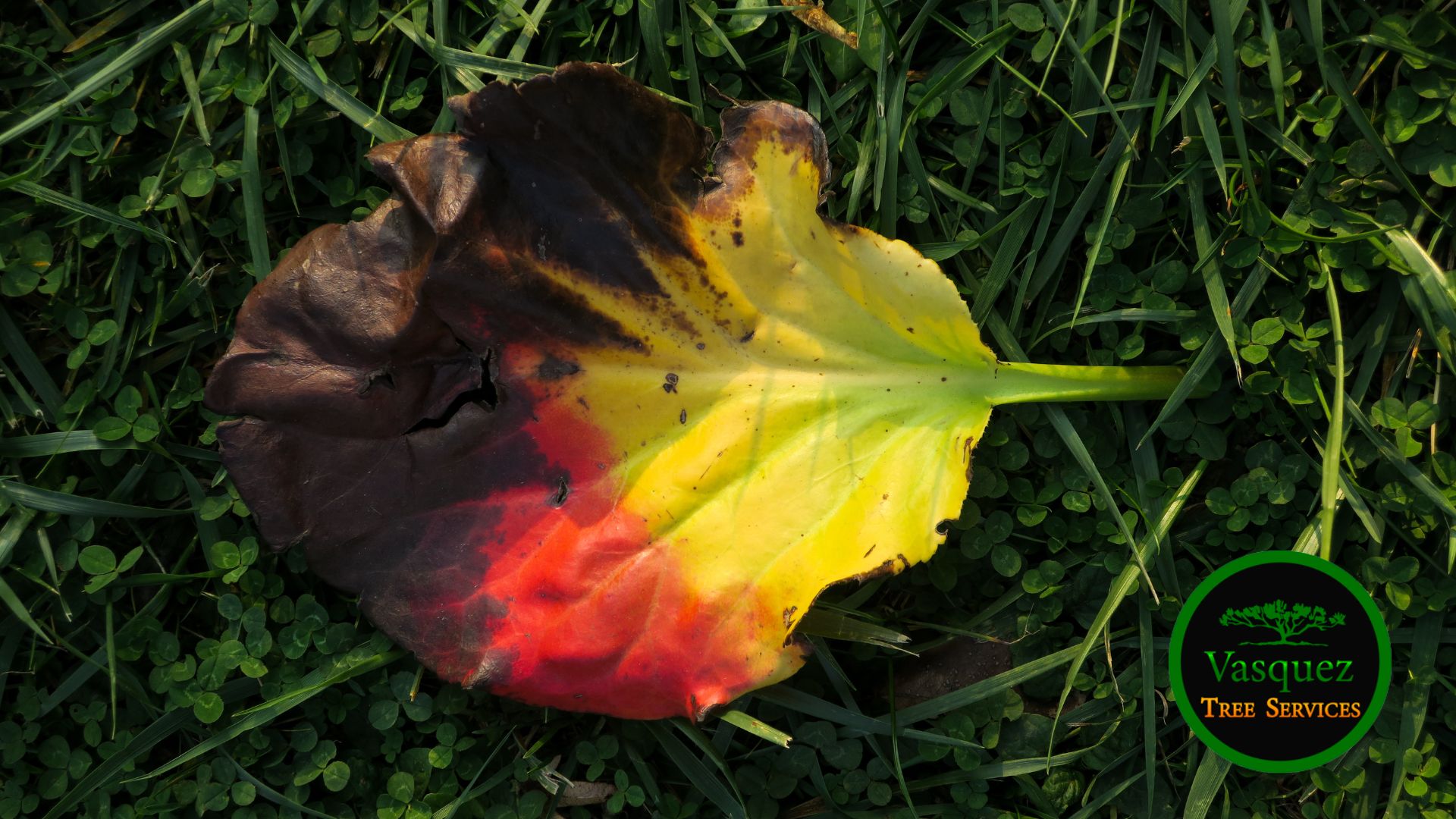 One of the most noticeable signs of a sick tree is a change in the color of its leaves