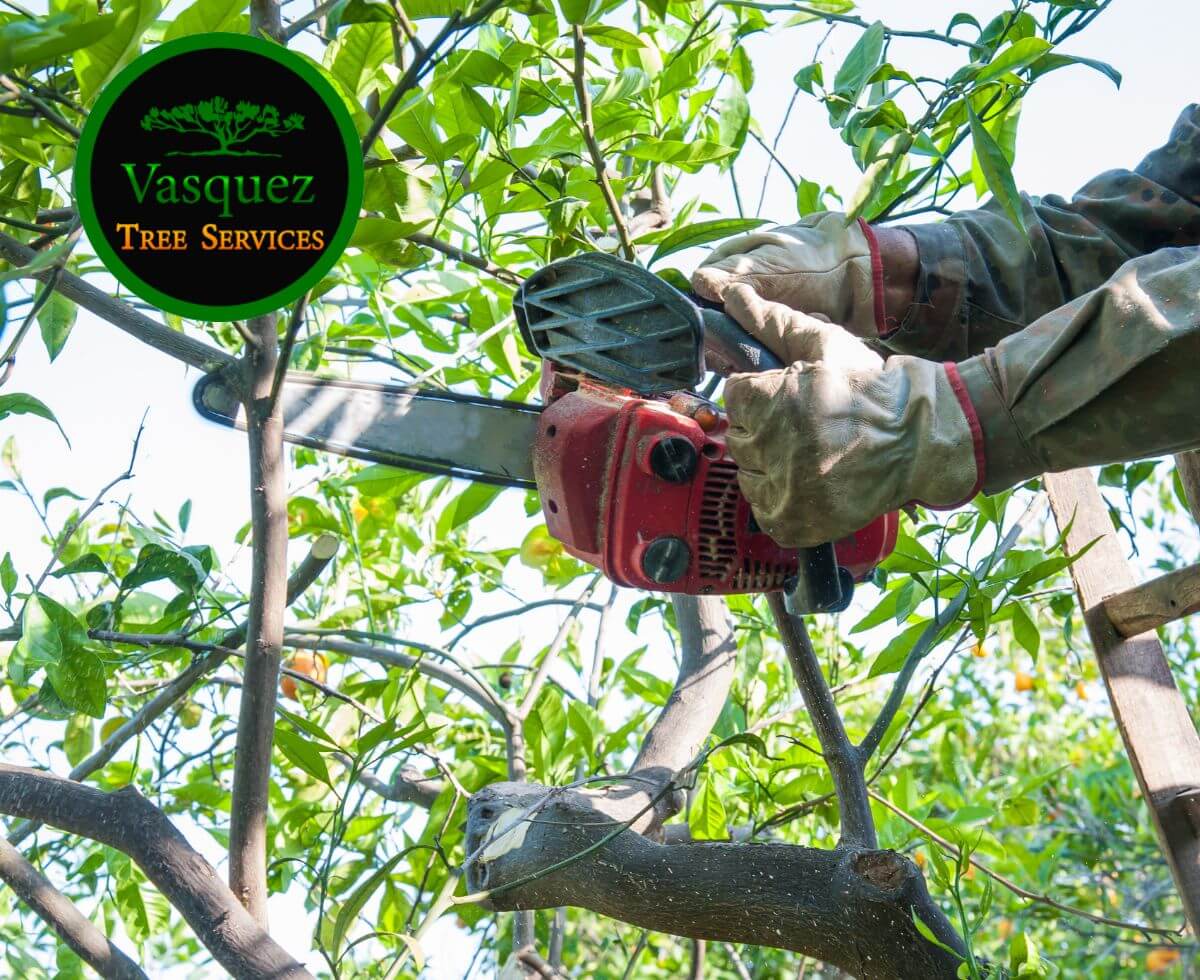 Certified team ensures quality, safety, and affordability for tree services.