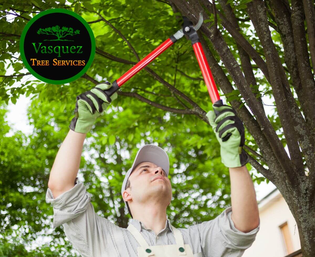 Master Tree Pruning for healthier, safer, and appealing trees.