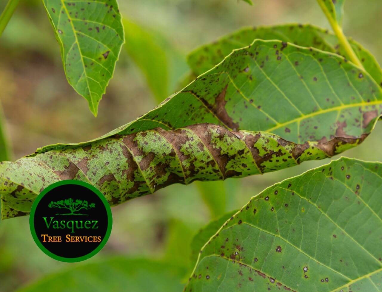 A variety of trees are impacted by anthracnose, which causes premature leaf loss,